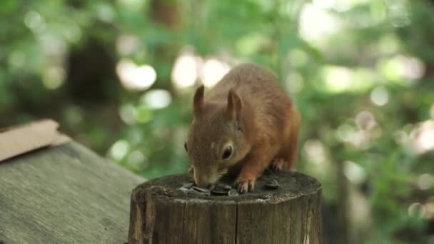 Detailní záběr roztomilé červené veverky s dlouhými špičatými ušima v letní scéně. Klip. Veverka sedí na pařezu a jíst semena na rozmazaném lesním pozadí. — Stock video