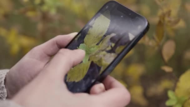 Close up de mãos femininas tirando fotos de folhas verdes de um arbusto em um smartphone. Acção. Qualidade incrível de uma imagem, fazendo fotos de macro em um novo dispositivo. — Vídeo de Stock