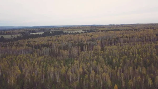 Häpnadsväckande panoramautsikt över färgglada gröna, orange och gula träd i en blandskog. Klipp. Höstlandskap med nationalpark, blandad lövskog och barrskog. — Stockfoto