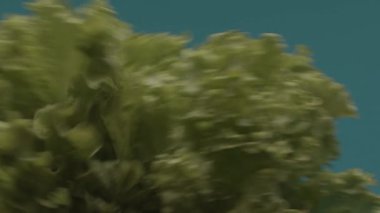 Turkuaz arka planda su damlaları olan marul salatası yaprakları. Stok görüntüleri. Islak yeşil yapraklar, organik ve sağlıklı beslenme konsepti.