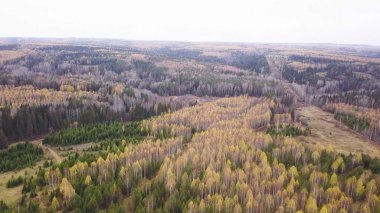 Bulutlu bir günde yeşil ve sarı ağaçlı güzel sonbahar ormanları manzarası. Şarjör. Renkli palet yapraklarıyla sonbahar ormanlarının güzel manzaraları. Sonbaharda renkli ağaçların canlı manzarası