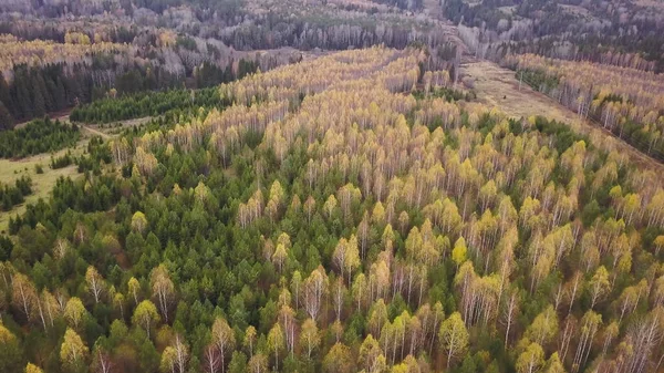 Ovanifrån av vackra höstskogar med gröna och gula träd på molnig dag. Klipp. Vackra landskap av höstskogar med färgglada palett av lövverk. Livlig panorama av färgglada träd i höst — Stockfoto