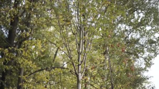 Los jóvenes árboles de una ceniza de montaña que crecen en el bosque. Acción. Fondo natural verde con árboles de serbal y pequeñas hojas verdes balanceándose en el viento, la naturaleza de verano. — Vídeos de Stock