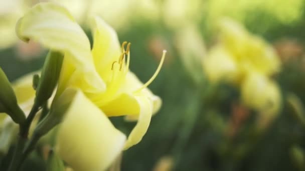 Hermosos lirios amarillos balanceándose en el viento, de cerca. Acción. Primer plano de una flor de colores brillantes brote abierto creciendo en un jardín de verano sobre fondo de hierba verde borrosa, belleza de la naturaleza. — Vídeos de Stock