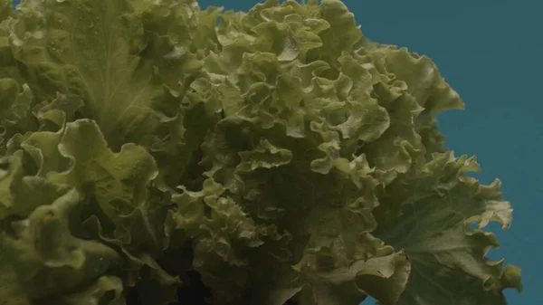 Salatblätter mit Wassertropfen isoliert auf türkisfarbenem Hintergrund. Archivmaterial. Nahaufnahme von nassen grünen Blättern, Konzept der biologischen und gesunden Ernährung. — Stockfoto