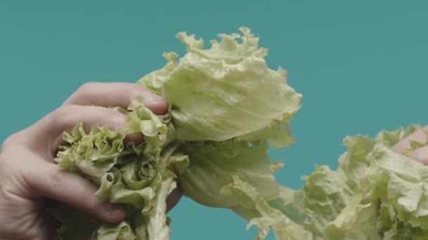 Kézfogás saláta izolált alapon. Készletfelvétel. Közelkép a szakácsok kezéről, friss salátalevéllel a kezében. Tiszta salátalevél a szakács kezében. Egészséges élelmiszerek és zöldségek — Stock videók