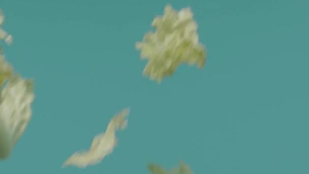 Primer plano de la lechuga voladora sobre un fondo aislado. Imágenes de archivo. Hojas de lechuga verde fresca vuelan sobre fondo azul. Vídeo promocional con lechuga sobre fondo aislado. Comida saludable y verduras — Vídeos de Stock