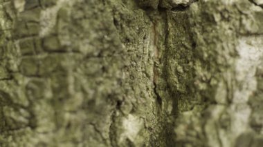 Dalgalı ağaç kabuğunda parlayan güneş ışığı olan büyük bir ağacın gövdesi. Başla. Ahşap dokuyu kapat, doğa kavramını..