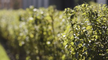 Güneşli bir günde şehir parkının dekoratif bahçesinde geometrik olarak budanmış çalılar. Başla. Rüzgarda sallanan güzel çalıların doğal yeşil yapraklarını kapat..