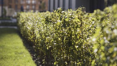 Yumuşak güneş ışığı altında taze yeşil çalıların sıralandığı doğal bir arka plan. Başla. Güneşli yaz yaprakları rüzgarda sallanıyor.