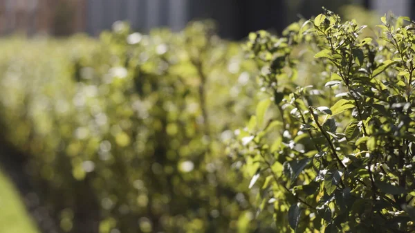 Arbustos geometricamente aparados em um jardim decorativo de um parque da cidade em um dia ensolarado. Acção. Close up de folhas verdes naturais de belos arbustos balançando no vento. — Fotografia de Stock