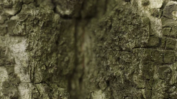 Bagagliaio di un grande albero con luce solare splendente su corteccia d'albero ruvida in movimento clow. Azione. Primo piano della texture in legno, concetto di natura. — Foto Stock