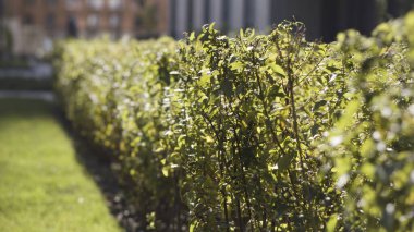 Yumuşak güneş ışığı altında taze yeşil çalıların sıralandığı doğal bir arka plan. Başla. Güneşli yaz yaprakları rüzgarda sallanıyor.