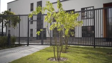 Modern bir binanın önünde siyah demir çitlerle büyüyen genç bir çalı. Başla. Şehir dekorasyonu için yeşil çimen ve yaz ağacı.