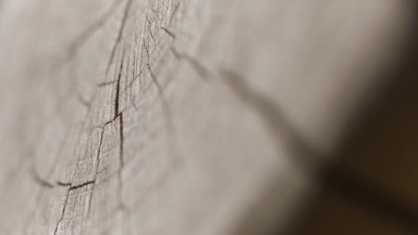 Ujung bulat dari potongan kayu, tekstur kayu. Mulai. Tutup permukaan batang Ree yang terpotong, konsep pertukangan kayu. — Stok Video