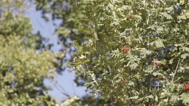 Φυσικό φόντο με φρέσκα πράσινα φύλλα δέντρων σε απαλό φως του ήλιου λάμπει. Πάμε. Ηλιόλουστο καλοκαιρινό φύλλωμα αιωρείται στον άνεμο. — Αρχείο Βίντεο