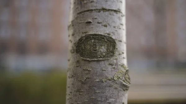 여름의 어느 날 자작나무 줄기의 세부 사항. 행동. 희미 한 배경에 젊은 나무의 회색 얼룩과 함께 흰 껍질을 닫고. — 스톡 사진