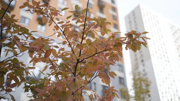 Bodem uitzicht van een rowan herfst bush in de voorkant van hoge nieuwe residentiële gebouw en lucht achtergrond. Actie. Een boom met rode bladeren en hoog huis. — Stockfoto