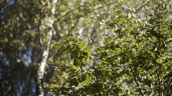 Vista inferior de bétulas com folhas verdes de verão balançando no vento contra um céu azul. Acção. Fundo natural com belas árvores verdes. — Fotografia de Stock