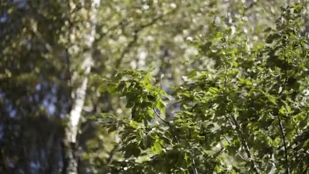 Spodní pohled na břízy s letními zelenými listy houpajícími se ve větru proti modré obloze. Akce. Přírodní pozadí s krásnými zelenými stromy. — Stock video