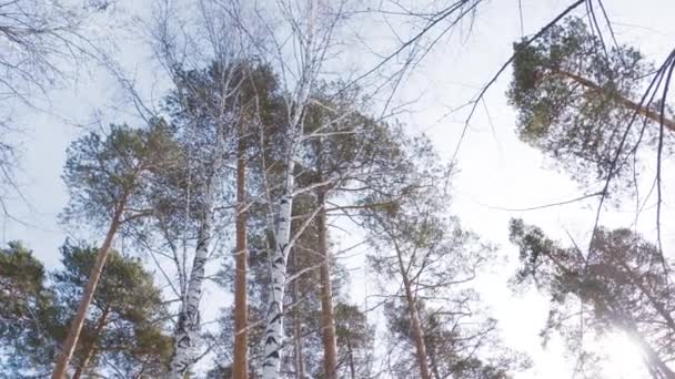 Kışın mavi gökyüzünün arka planındaki ağaçların alt görüntüsü. Başla. Kışın açık gökyüzünün arka planında çıplak huş ağaçları ve yeşil çam ağaçları. Kış Ormanı — Stok video