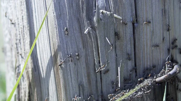 Gros plan d'une colonie de fourmis sur un tronc d'arbre. Clip. macro paysage naturel de nombreuses petites fourmis rampant sur une surface de tronc d'arbre ou un moignon. — Photo