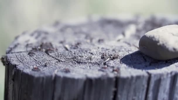 El primer plano de las hormigas en el tronco del árbol cortado. Clip. Fondo natural de verano con un tronco de árbol viejo y muchas hormigas pequeñas que buscan comida. — Vídeos de Stock