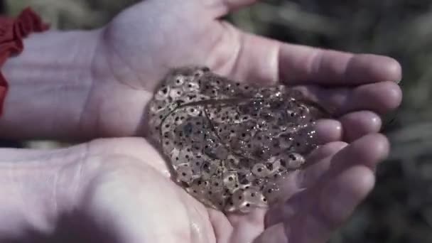 Vue rapprochée du dessus des mains de femme tenant des œufs de grenouille. Clip. Concept de fécondation naturelle, reproduction des animaux. — Video