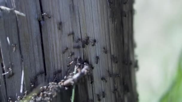 Närbild av en koloni myror på en trädstam. Klipp. Naturligt makrolandskap av många små myror kryper på en yta av trädstam eller en stubbe. — Stockvideo