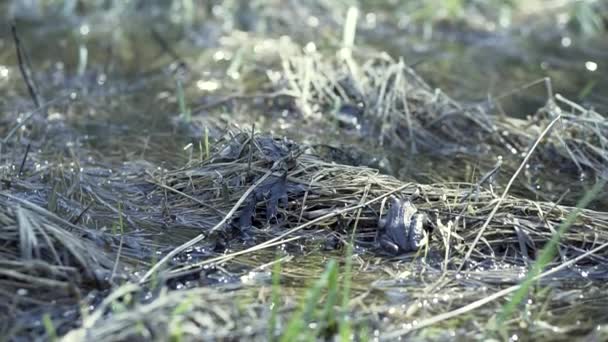 Bataklığın yakınındaki kurumuş çimlerin üzerinde oturan bir kurbağanın arka görüntüsü. Şarjör. Güneş ışınlarının altında kurbağanın oturduğu doğal yaz manzarası. — Stok video