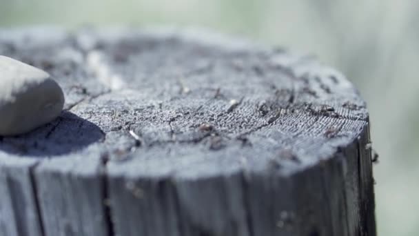 El primer plano de las hormigas en el tronco del árbol cortado. Clip. Fondo natural de verano con un tronco de árbol viejo y muchas hormigas pequeñas que buscan comida. — Vídeo de stock