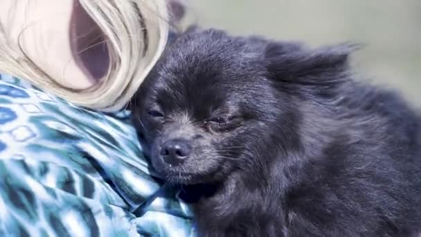 Adorabile cane spitz nero tedesco godendo coccole mani donna proprietario. Clip. Primo piano di un cucciolo che tiene caldo nelle mani femminili sotto il vento all'aperto. — Video Stock