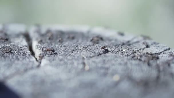 Close-up van een kolonie mieren op een gekapte boomstam. Een knip. Natuurlijke macro-landschap van vele kleine mieren kruipen op een oppervlak van boomstam of een stronk. — Stockvideo