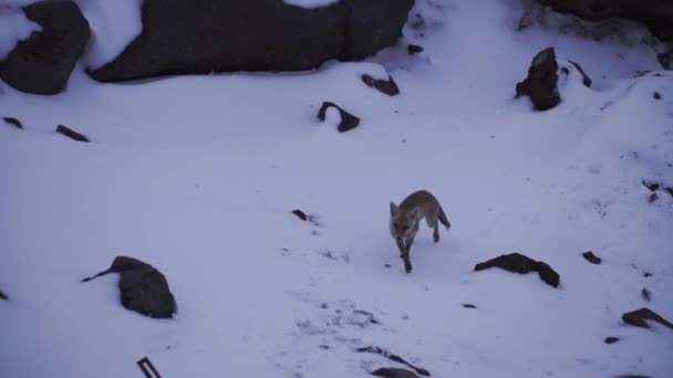 Wild red fox looking for food, coming close on wooden stairs. Clip. Beautiful animal, young fox on a winter snowy mountain slope. — Vídeo de stock