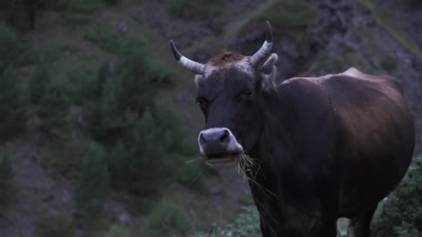 Cow eating grass in front of a slope with green bushes in the evening. Clip. A farm animal eating outdoors, concept of animal husbandry. — Wideo stockowe