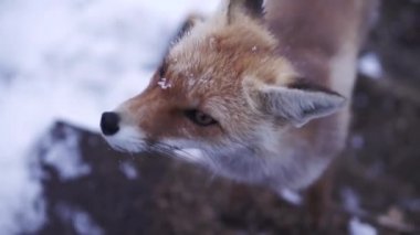 Kürkünde kar taneleri olan genç ve vahşi bir tilki suratı. Şarjör. Güzel bir hayvan burnunu yalıyor ve kışın dışarı bakıyor..