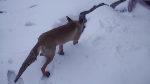 Дика червона лисиця шукає їжу, наближаючись до холодного зимового дня. Кліп. Красива тварина, молода лисиця на зимовому сніжному гірському схилі . — стокове відео