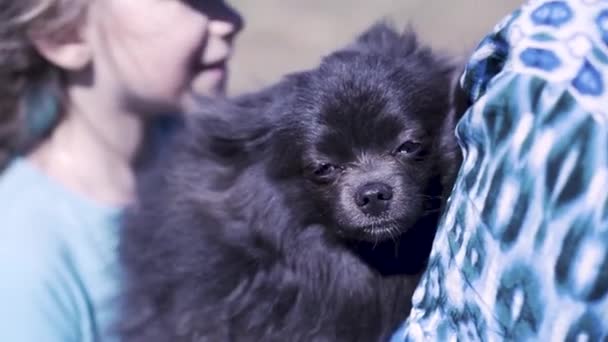 Adorabile cane spitz nero tedesco godendo coccole mani donna proprietario. Clip. Primo piano di un cucciolo che tiene caldo nelle mani femminili sotto il vento all'aperto. — Video Stock