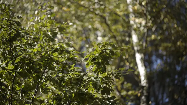 Folhagem verde de verão balançando ao vento. Clipe. Ao ar livre fundo natural dentro da floresta verde em um dia ensolarado. — Fotografia de Stock