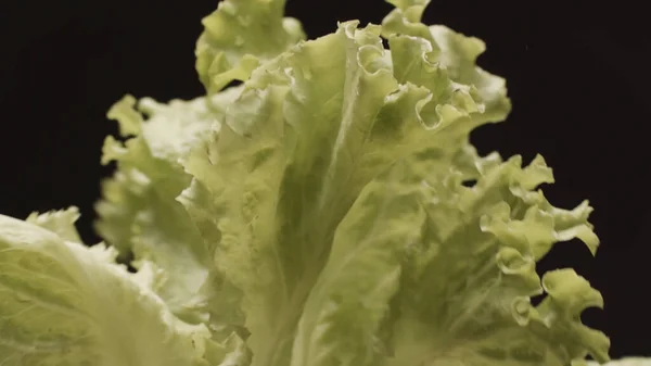 Schöner Bund grüner Salat, der in Zeitlupe isoliert auf schwarzem Hintergrund aus dem Wasser geschüttelt wird. Archivmaterial. Konzept der veganen Ernährung. — Stockfoto