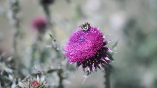 Una avispa recogiendo polen en una hermosa flor de cardo púrpura en un campo en un día soleado. Clip. Verde prado de verano con hierba y flores balanceándose en el viento. — Foto de Stock