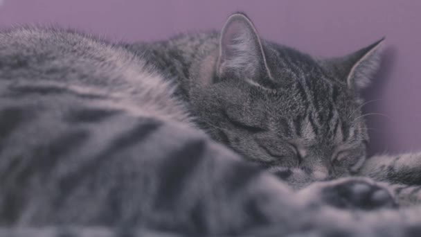 Кіт лежить і спить на підлозі перед фіолетовою стіною. Стокові кадри. Крупним планом затишний і лінивий вихованець сірого кольору відпочиває. приймати сорочку . — стокове відео