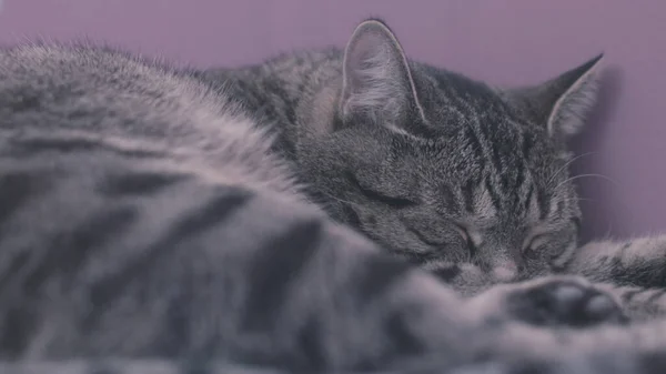 Mor duvarın önünde yerde yatan ve uyuyan bir kedi. Stok görüntüleri. Gri renkli, rahat ve tembel evcil hayvan dinleniyor. Şekerleme yapıyordum.. — Stok fotoğraf