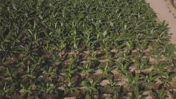 Aerial view of a green corn field on a hot summer day. Clip. Flying over a field with rows of growing plants, concept of agriculture. — Stock Video