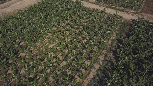 Aerial view of a green corn field on a hot summer day. Clip. Flying over a field with rows of growing plants, concept of agriculture. — Stock Photo, Image