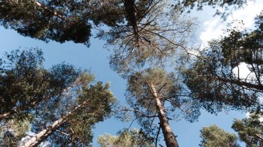Aşağıdan muhteşem çam ormanlarından gökyüzüne mavi bulutlu gökyüzüne bak. Şarjör. Dönen kamera, yaz ormanındaki uzun yeşil ağaçlar.. 