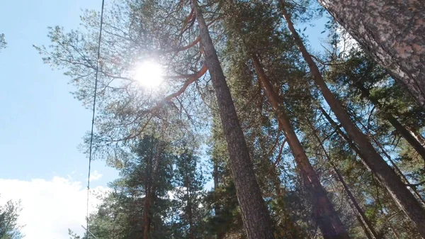 Vista desde abajo de altos pinos sobre fondo de sol brillante y cielo despejado. Clip. Hermosa vista de los pinos a través de los ojos de la persona que camina en el día soleado. Bosque de pinos con rayos de sol en verano — Foto de Stock