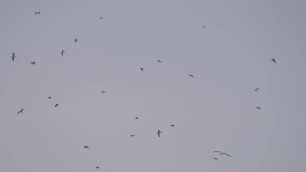 美しいカモメが空を飛んでいる。行動だ。濃い灰色の空にそびえる鳥の群れの下のビュー. — ストック動画