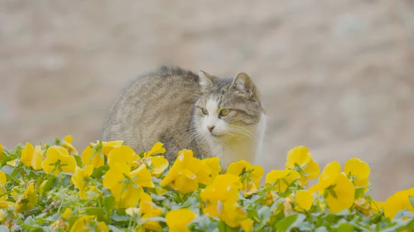Street cat sits in flowers. Action. Cat is sitting by beautiful yellow flowers on street. Street cat in town in summer. Istanbul Cats