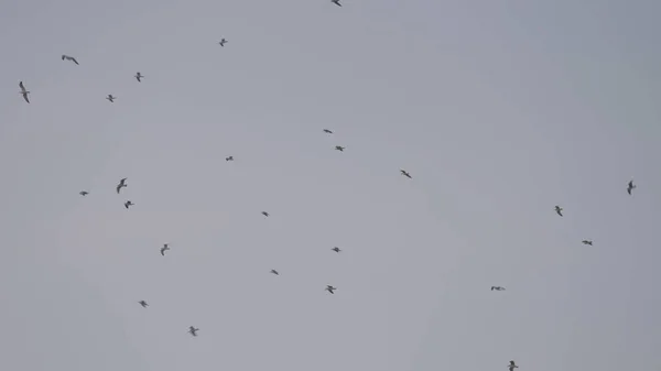 Schöne Möwen fliegen am Himmel. Handeln. Blick von unten auf einen Vogelschwarm, der in den schweren wolkenverhangenen grauen Himmel steigt. — Stockfoto